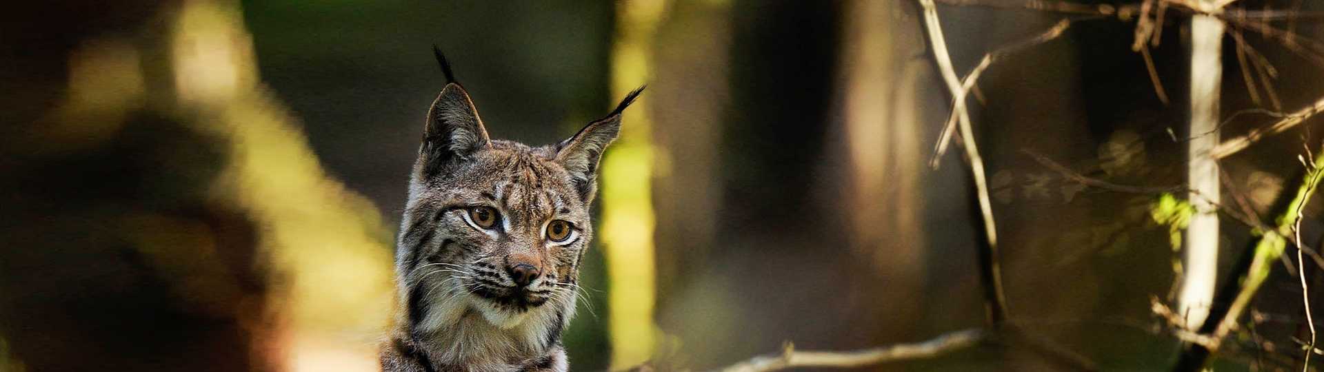 Lynx boréal - Notre Nature