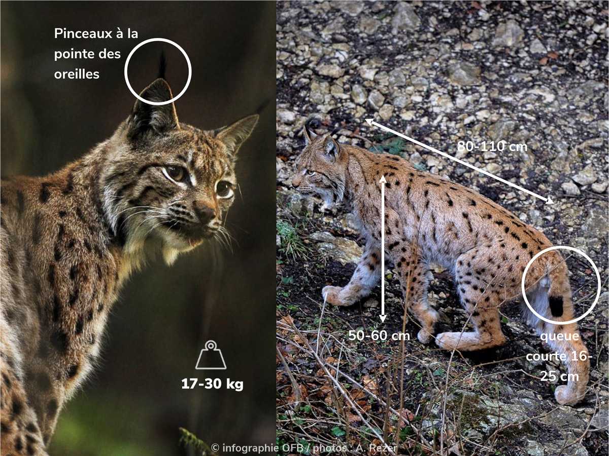 Le lynx : morphologie, alimentation, mode de vie