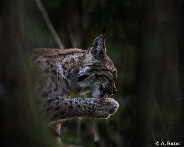 Le lynx boréal – Fiche signalétique